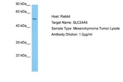 SLC24A5 Rabbit anti-Human, Polyclonal, Novus Biologicals 0.1ml; Unconjugated:Antibodies,